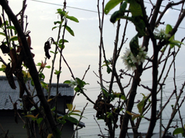 cherry in autumn