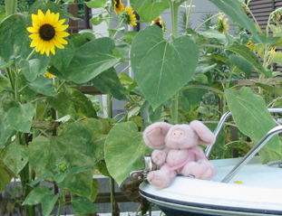 PIG04.JPG - 92,417BYTES