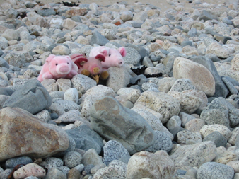 PIG06.JPG - 106,001BYTES