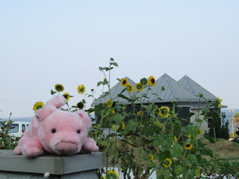 PIG08.JPG - 75,831BYTES