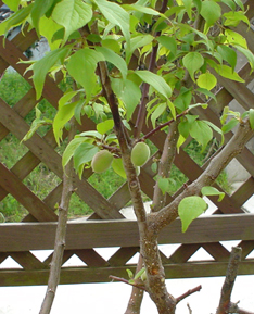 Marriage commemoration tree