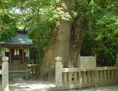 Meoto kusu